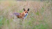 18_DSC3180_Red_Fox_grassy_32pc