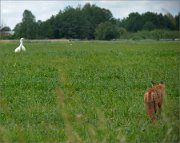 P1360797_fox_egrets