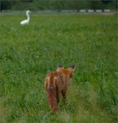 P1360805_fos_egrets2