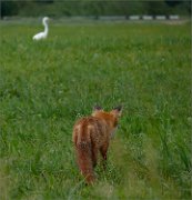 P1360805_fos_egrets2