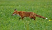 P1370032_fox_running