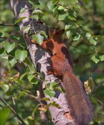 11_DSC7581_Red_Squirrel_sunshelter_56pc