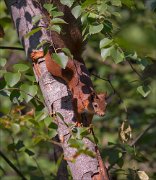 11_DSC7604_Red_Squirrel_descent_58pc