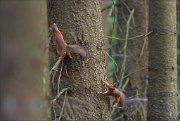 11_DSC8211_Red_Squirrel_chase_better_73pc