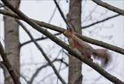 12_DSC4603_Red_Squirrel_estimation_45pc