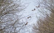 12_DSC4626_Red_Squirrel_the_leap_64pc