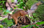 14_DSC3235_Red_Squirrel_descent_151pc