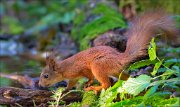 14_DSC4340_Red_Squirrel_ambuscade_115pc