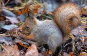 18_DSC7118_Red_Squirrel_cherish_110pc