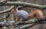 18_DSC7135_Red_Squirrel_fuzzy_40pc