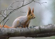 19_DSC8120_Red_Squirrel_charmer_69pc