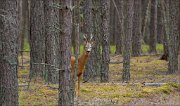 11_DSC6623_Roe_Deer_peep_87pc