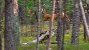 11_DSC6632_Roe_Deer_barrier_117pc