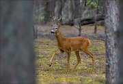 11_DSC6643_Roe_Deer_step_forward_77pc