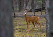 11_DSC6646_Roe_Deer_challenge_76pc