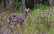 12_DSC4804_Roe_Deer_locating_22pc