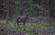 12_DSC4826_Roe_Deer_obscurity_81pc