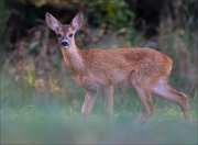 13_DSC0416_Roe_Deer_juvenility_84pc