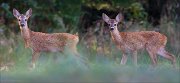 13_DSC0417_Roe_Deer_siblings_168pc