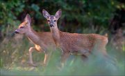 13_DSC0421_Roe_Deer_stroll_109pc