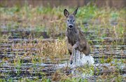 14_DSC6088_Roe_Deer_jump_48pc