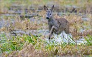 14_DSC6102_Roe_Deer_leap_64pc