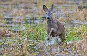 14_DSC6109_Roe_Deer_hop_58pc