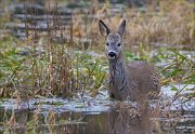 14_DSC6117_Roe_Deer_sunk_60pc