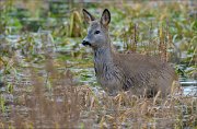 14_DSC6126_Roe_Deer_absorbed_68pc