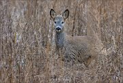 14_DSC6151_Roe_Deer_camo_77pc