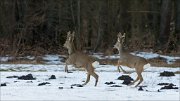 14_DSC9687_Roe_Deer_sync_51pc