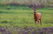 15_DSC6085_Roe_Deer_pacesetter_29pc