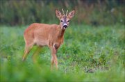 15_DSC6104_Roe_Deer_weak_46pc