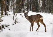 16_DSC3842_Roe_Deer_cordial_29pc