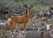 17_DSC4509_Roe_Deer_benevolence_58pc