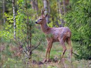 17_DSC4894_Roe_Deer_scour_65pc