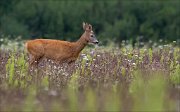 17_DSC8977_Roe_Deer_lush_25pc