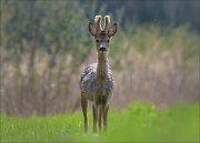 23_DSC3163_Roe_Deer_counter_86pc