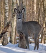 P1580472_Roebuck_in_shadow_77pc