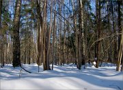 P1580484_Roe_Deer_forest_life_100pc