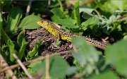 05_DSC3654_Sand_Lizard_vivid_70pc