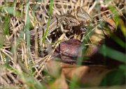 06_DSC8221_Sand_Lizard_catched_moth_78pc