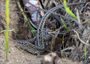 13_DSC0257_Sand_Lizard_crankle_174pc