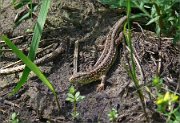 P1070196_Sand_Lizard_waylay_45pc