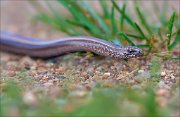 12_DSC0118_Slow_Worm_tension_76pc