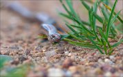 12_DSC0122_Slow_Worm_grasshide_70pc