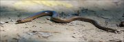 15_DSC5003_Slow_Worm_swirl_101pc