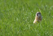 20_DSC0331_Spotted_Souslik_chanteuse_38pc