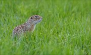 20_DSC0358_Spotted_Souslik_fleck_35pc