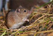 03_DSC1762_Apodemus_agrarius_bald_mice_75pc-2